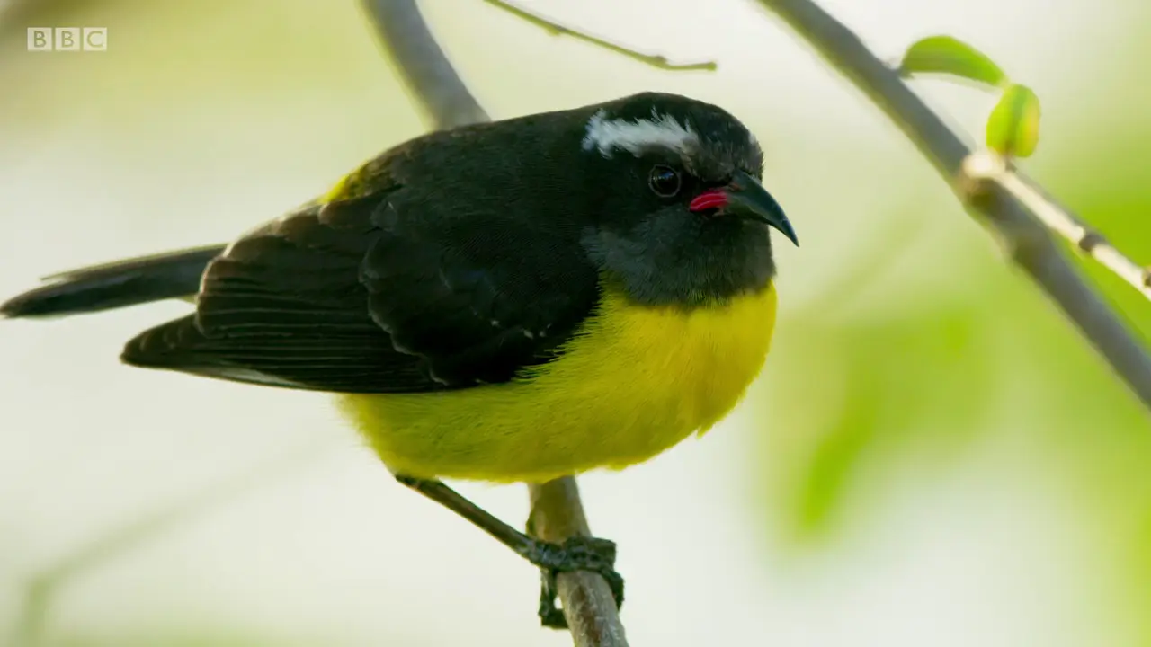 Lesser Antillean Bananaquit (Coereba flaveola bartholemica) as shown in The Mating Game - Jungles: In the Thick of It